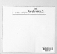 Hymenula vulgaris image